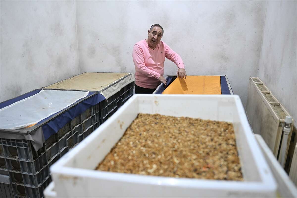 Antalya’da üretilen böcekler Konya’da köpek mamasına dönüşüyor 12